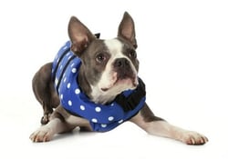 Picture of Seachoice DV-XXS-86260 Dog Life Vest Blue Polka Dot XXS