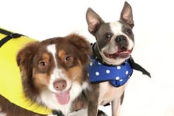 Picture of Seachoice DV-XS-86270 Dog Life Vest XS Blue Polka Dot